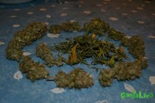 DSC_0519.JPG
