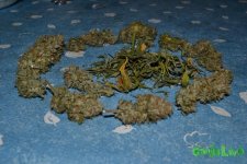 DSC_0520.JPG
