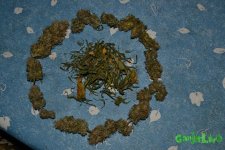 DSC_0524.JPG
