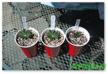 cloning-autoflowering-strains.jpg