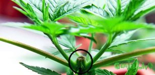 topping-marijuana-plant-weed-cannabis.jpg