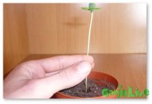 seedling-stretching.jpg