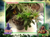 торр клон копия8.jpg