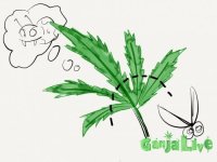 defoliation 2.jpg