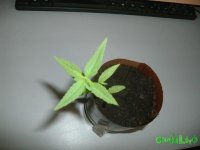 GEDC0707.JPG