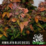 Short_Stuff_Next_Gen_Himalaya_Blue_Diesel.jpg