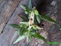 20150824_160141.jpg