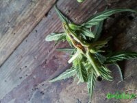20150824_160214.jpg