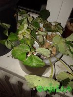 20150915_195018_новый размер.jpg