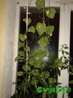 20150915_195112_новый размер.jpg