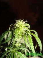 DSC09505 (760 x 1013).jpg