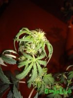 DSC09510 (760 x 1013).jpg