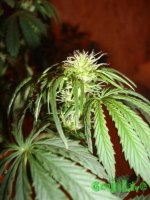 DSC09513 (760 x 1013).jpg