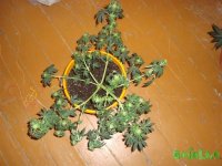 DSC09515 (1013 x 760).jpg