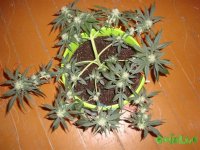 DSC09517 (1013 x 760).jpg