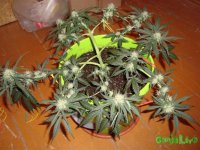 DSC09518 (1013 x 760).jpg