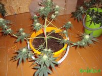 DSC09521 (1013 x 760).jpg