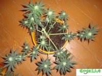 DSC09522 (1013 x 760).jpg