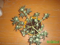 DSC09526 (1013 x 760).jpg