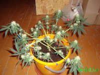 DSC09527 (1013 x 760).jpg