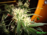 DSC09528 (1013 x 760).jpg