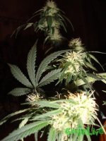 DSC09531 (760 x 1013).jpg