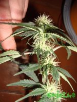 DSC09539 (760 x 1013).jpg