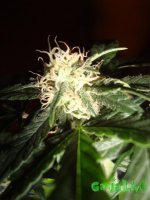 DSC09541 (760 x 1013).jpg