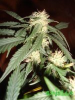 DSC09543 (760 x 1013).jpg