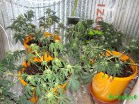 DSC09544 (1013 x 760).jpg