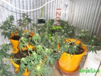 DSC09547 (1013 x 760).jpg