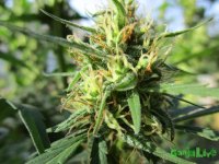 виолатор куш.JPG