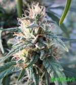 виолатор куш.jpg