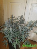 IMG_1991.JPG