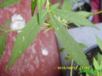 ST831866.JPG ST831866.JPG