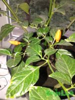 20150921_173325.jpg