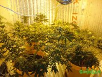 DSC09553 (1536 x 1152).jpg