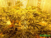 DSC09555 (1536 x 1152).jpg