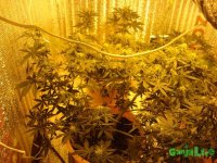 DSC09558 (1536 x 1152).jpg