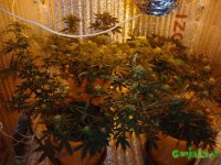 DSC09559 (1536 x 1152).jpg