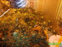 DSC09562 (1536 x 1152).jpg