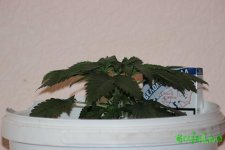 IMG_3726.JPG IMG_3726.JPG