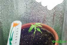 grow2.jpg