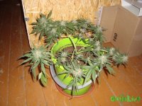 DSC09572 (1536 x 1152).jpg