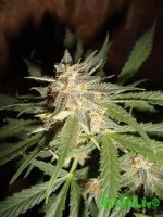 DSC09573 (1152 x 1536).jpg