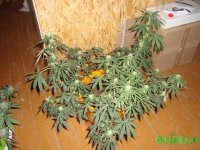 DSC09575 (1536 x 1152).jpg