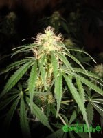 DSC09577 (1152 x 1536).jpg