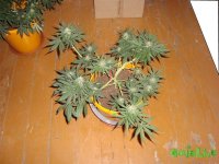 DSC09578 (1536 x 1152).jpg