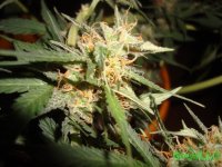 DSC09582 (1536 x 1152).jpg