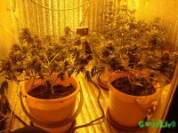 DSC09587 (1536 x 1152).jpg